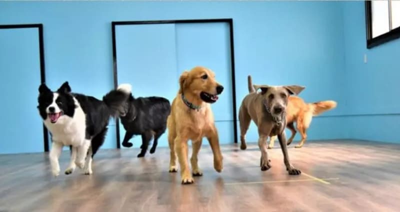 【愛知県岡崎市】DOG HOUSE RUPO（ドッグハウスルポ）