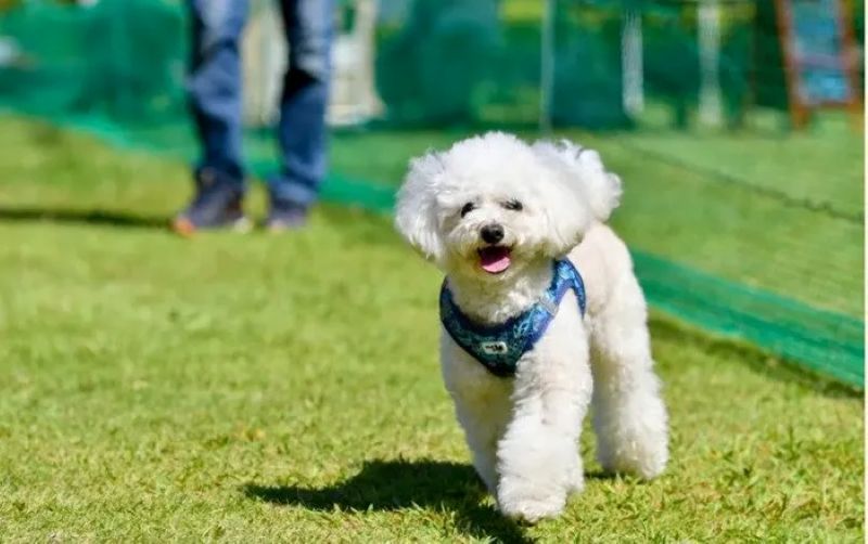 D-LAND（ディー ランド）