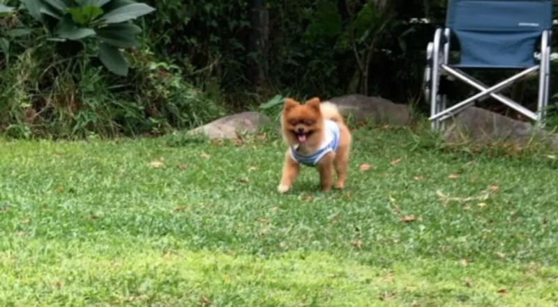 【沖縄県浦添市】ドッグサロンcolin＆ドッグカフェ果林