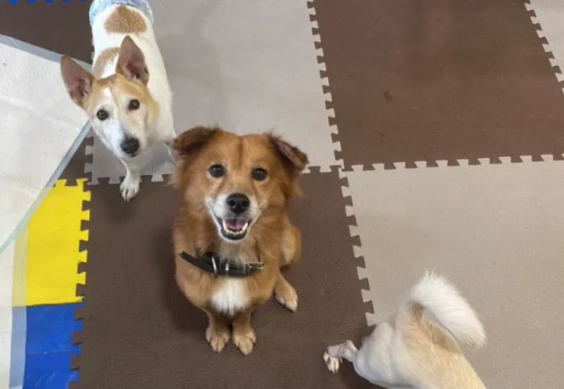 【沖縄県糸満市】犬カフェワンダフル