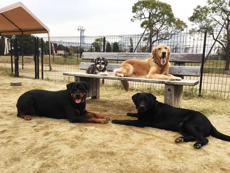 【大阪府大阪市】舞洲ドッグウォーキング