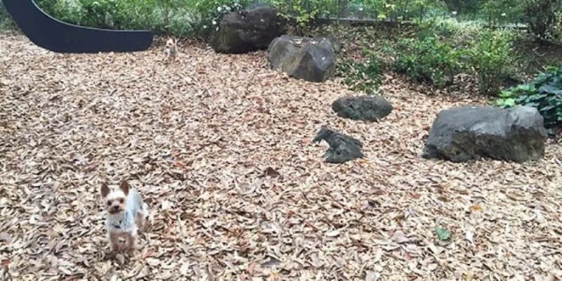 【東京都渋谷区】 GREEN DOG & CAT 代官山