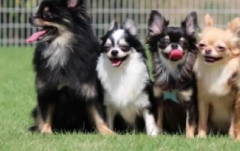 【横浜市中区】本牧山頂公園ドッグラン
