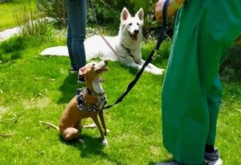 【横浜市都筑区】ワンコパーク