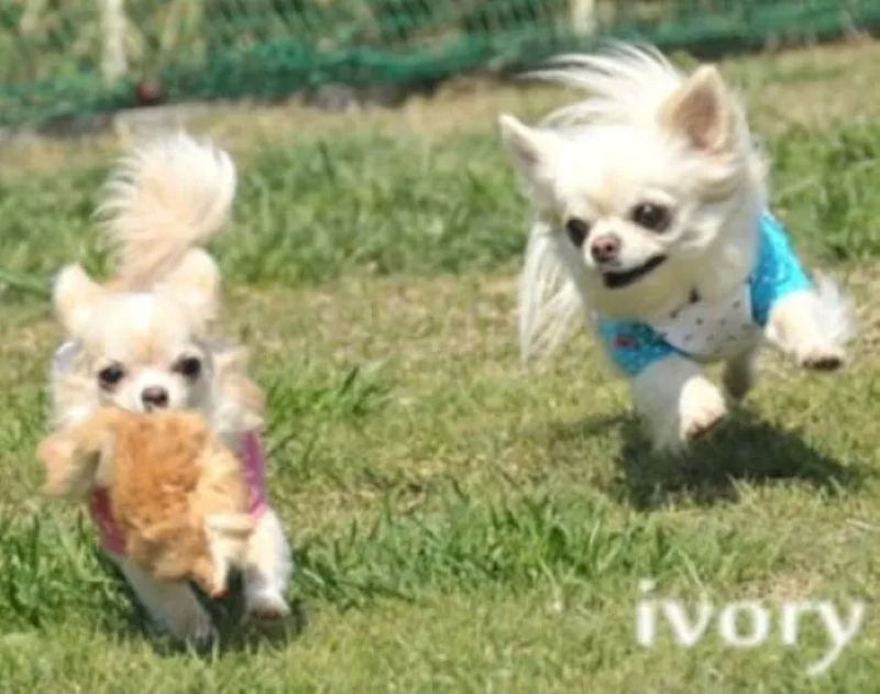  ivory cafe with dog（アイボリーカフェ ウィズ ドッグ）