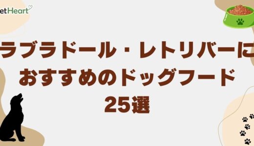 ラブラドール・レトリバーおすすめドッグフード25選！選び方やよくある質問を紹介