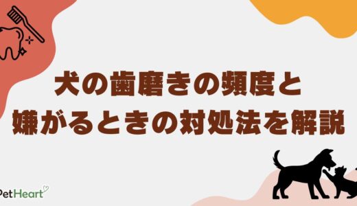 犬の歯磨きの頻度と嫌がるときの対処法を徹底解説！