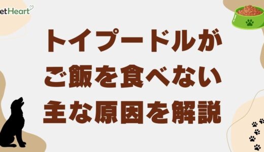 トイプードルがご飯を食べない主な原因！食欲を刺激するフードを選ぶコツも解説
